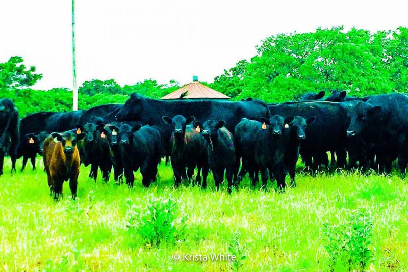 Cows Staring