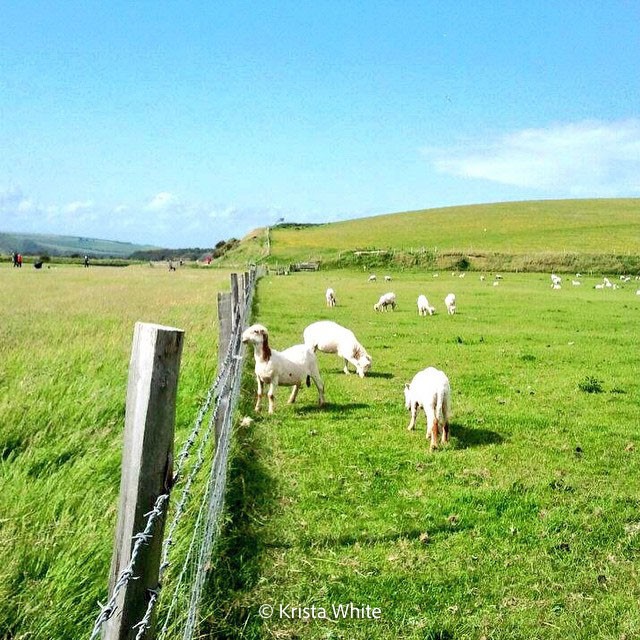 Lambs in Surrey