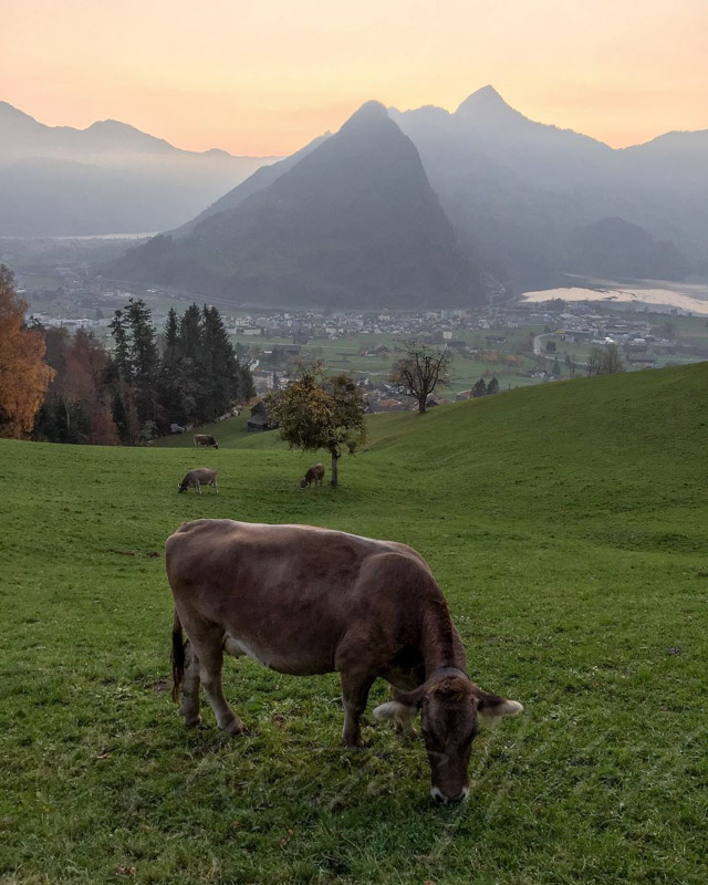 Cow in Switzerland by Krista White